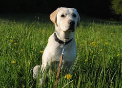 Normal_labrador