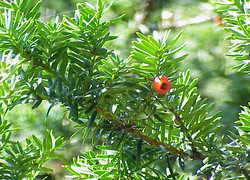 Normal_taxus